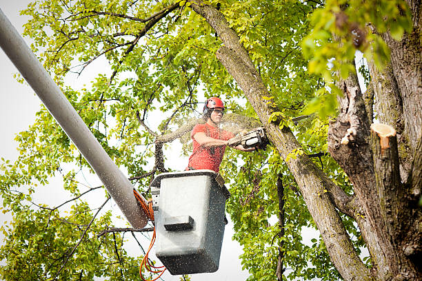 Best Tree Care Services  in State College, PA